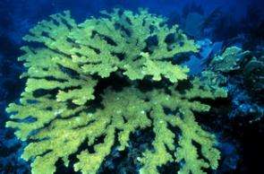 First Coral Species Listed as Threatened